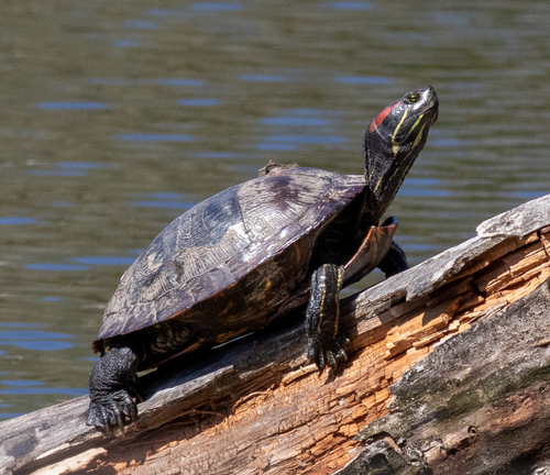 Pond Slider (Trachemys scripta)