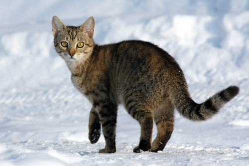 Domestic Cat (Felis catus)