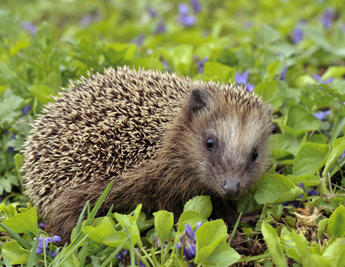 Common Hedgehog (Erinaceus europaeus)