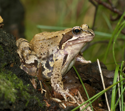 European Common Frog (Rana temporaria)
