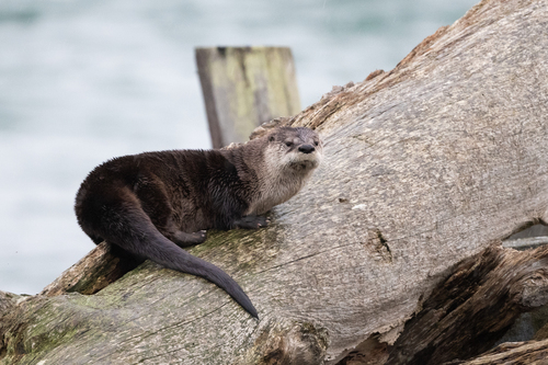 North American River Otter (Lontra canadensis)