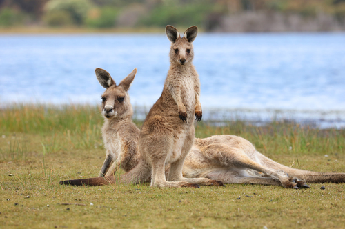 Eastern Grey Kangaroo (Macropus giganteus)