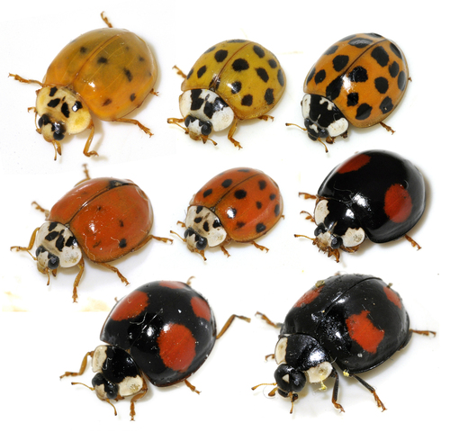 Asian Lady Beetle (Harmonia axyridis)